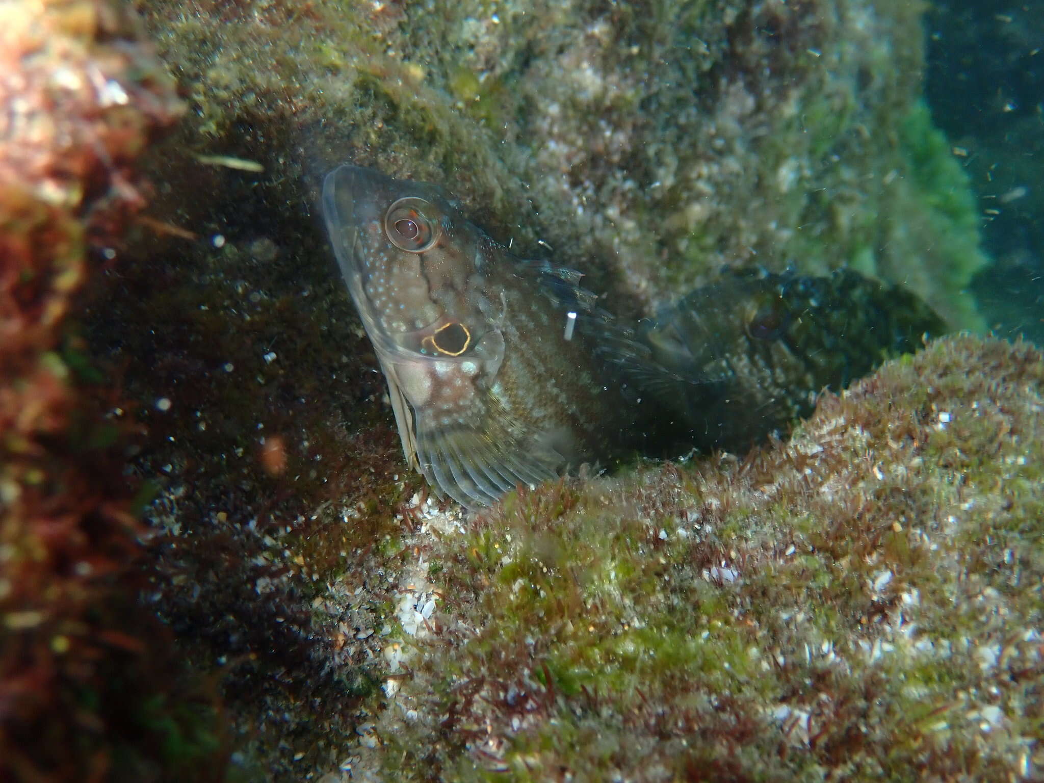 Image of Masquerader hairy blenny