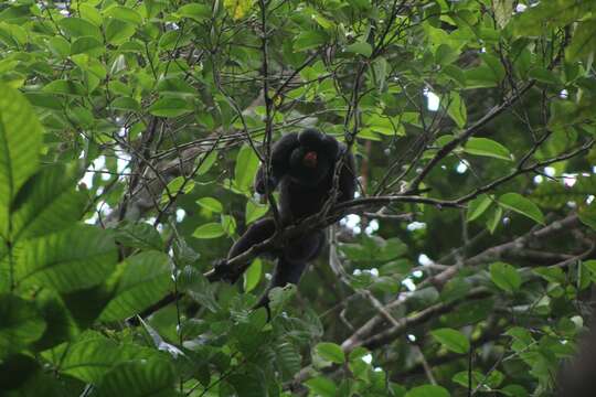 Image of Red-nosed Bearded Saki