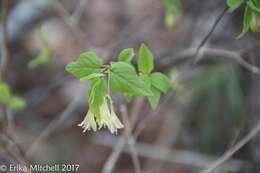 Image de Lonicera canadensis Bartr. ex Marsh.