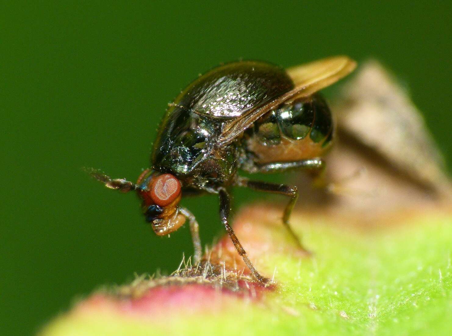 Image of beetle flies