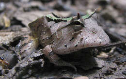 Image of Amazonian Horned Frog