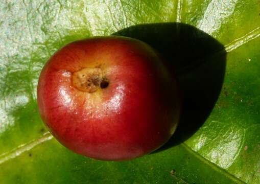 Image of Coffee berry borer