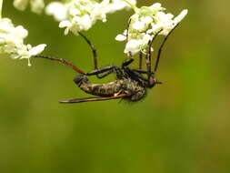 Image of Empis tessellata Fabricius 1794