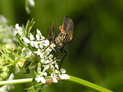 Image of Empis tessellata Fabricius 1794