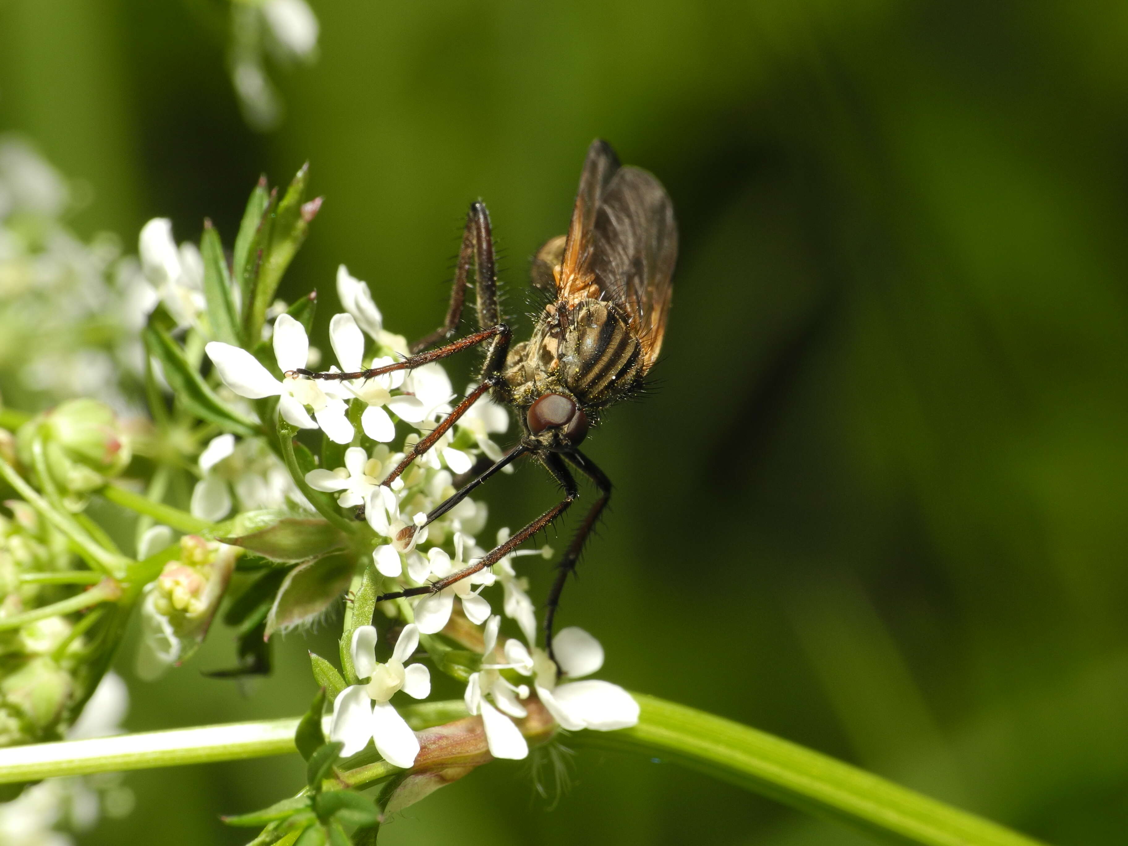 Image of Empis tessellata Fabricius 1794