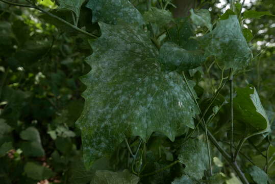 Слика од Erysiphe cruciferarum Opiz ex L. Junell 1967