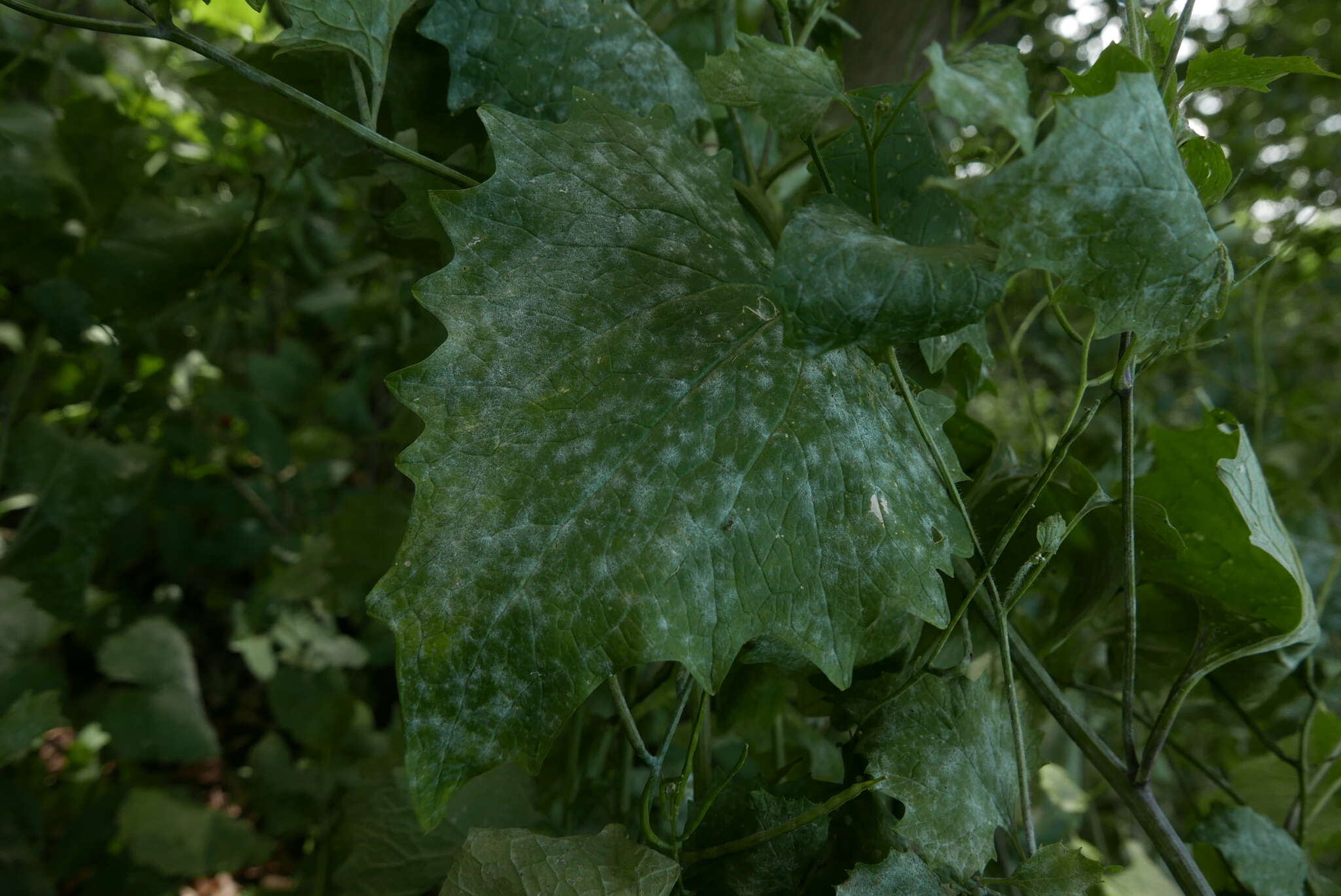 صورة Erysiphe cruciferarum Opiz ex L. Junell 1967