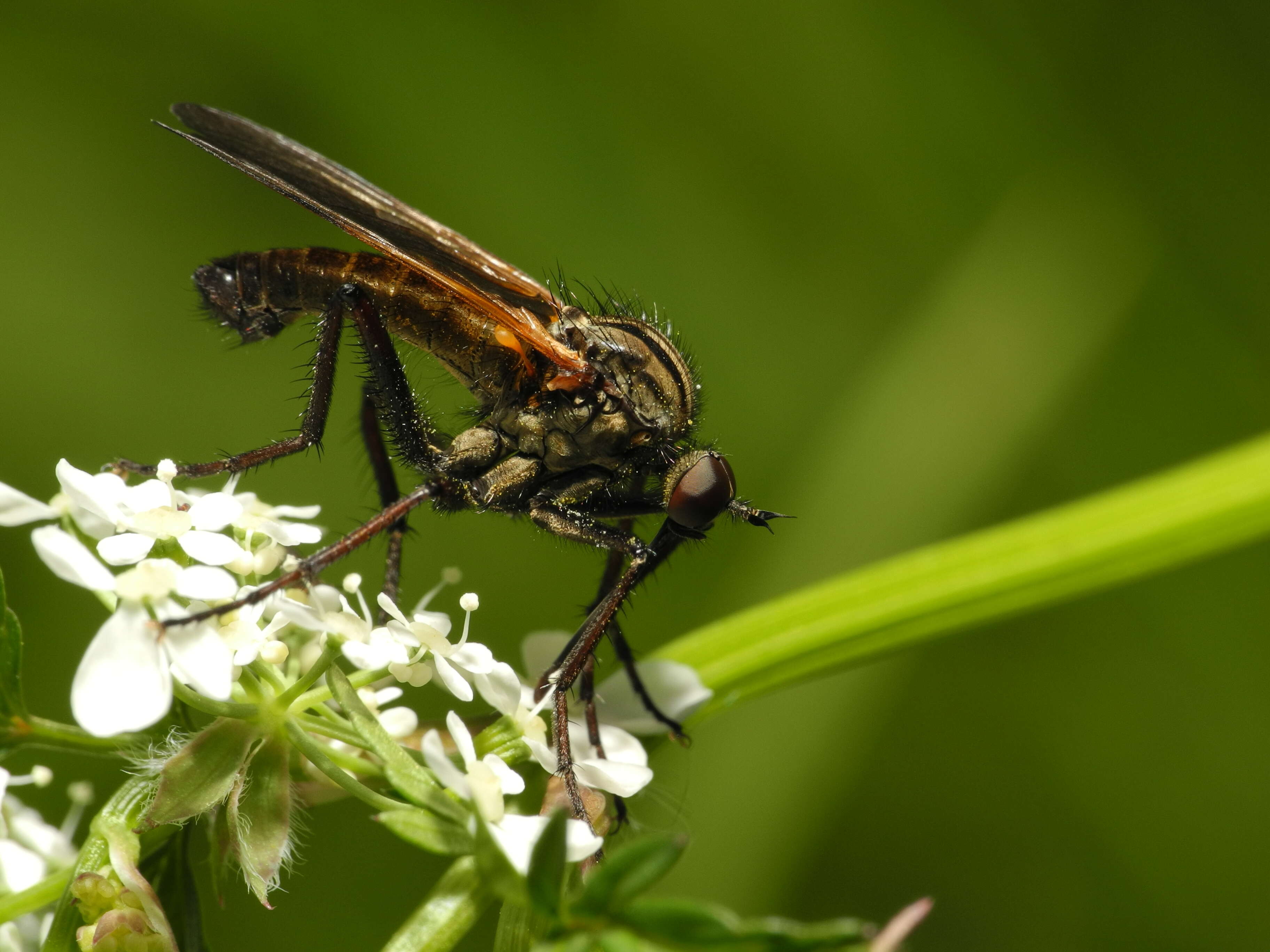 Image of Empis tessellata Fabricius 1794