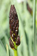 Image of White asphodel