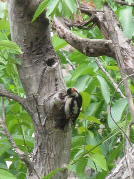 Image of Syrian Woodpecker