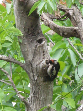 Image of Syrian Woodpecker