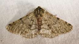 Image of pale brindled beauty