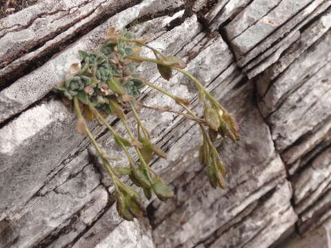 Image of Draba dubia Suter