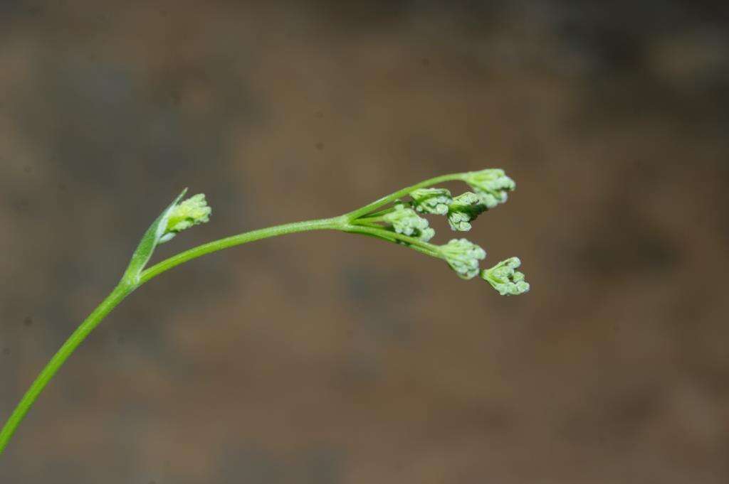 Image of Pimpinella tragium subsp. lithophila (Schischkin) Tutin