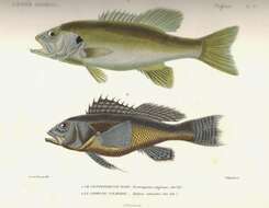 Image of black bass