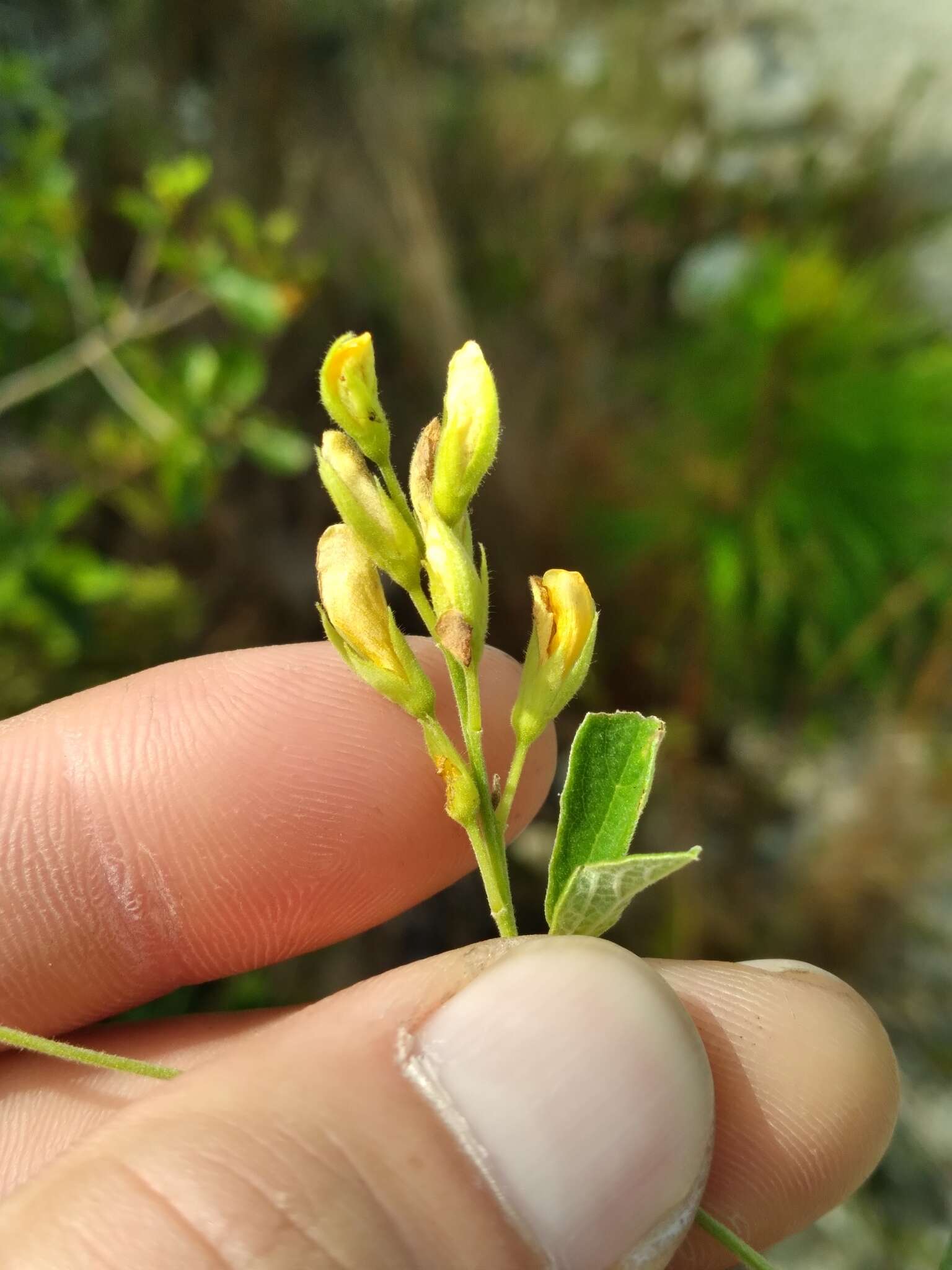 Image of small-leaf snoutbean