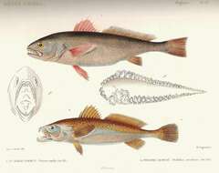 Image of Croaker