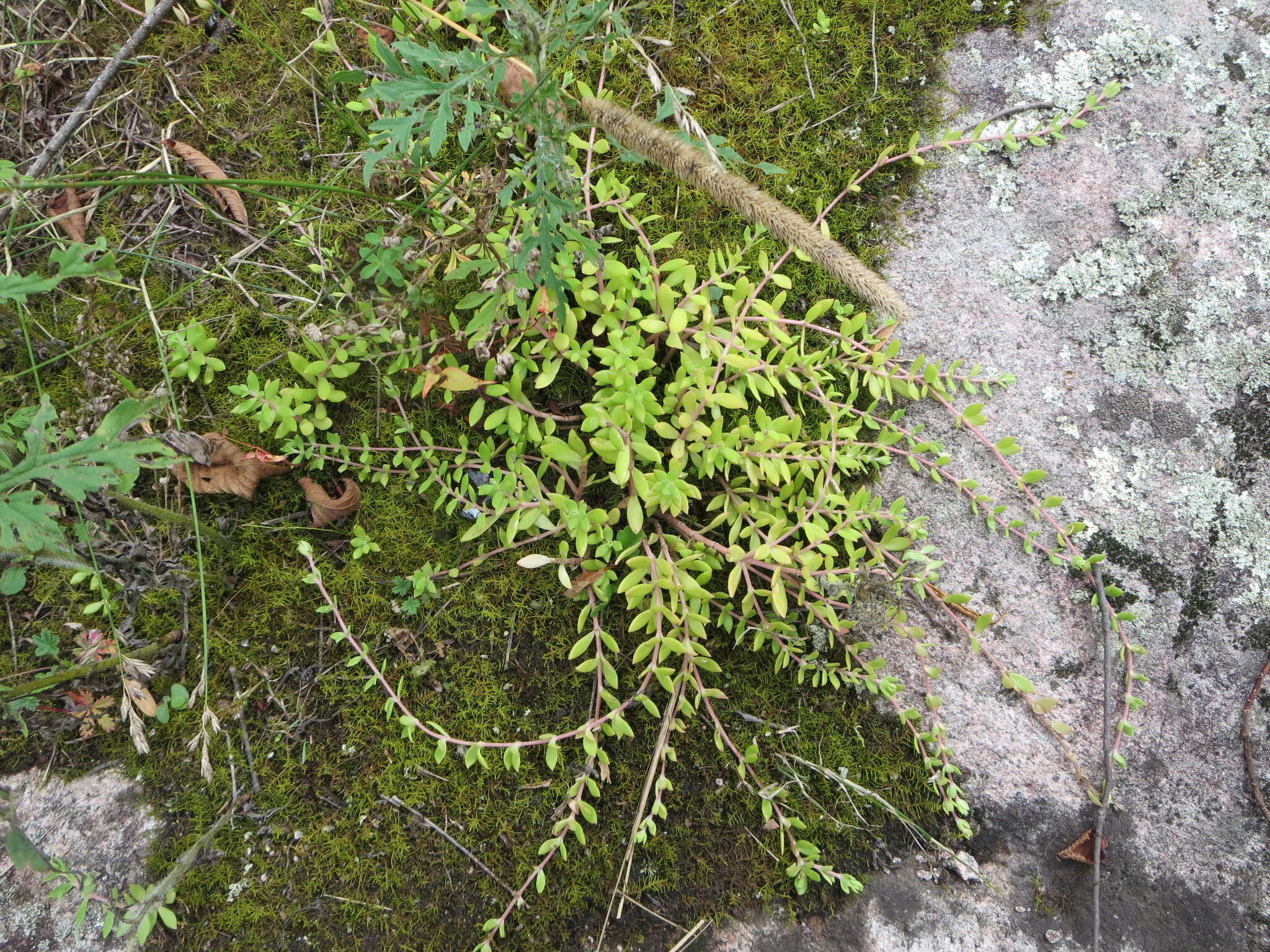 Image of stringy stonecrop