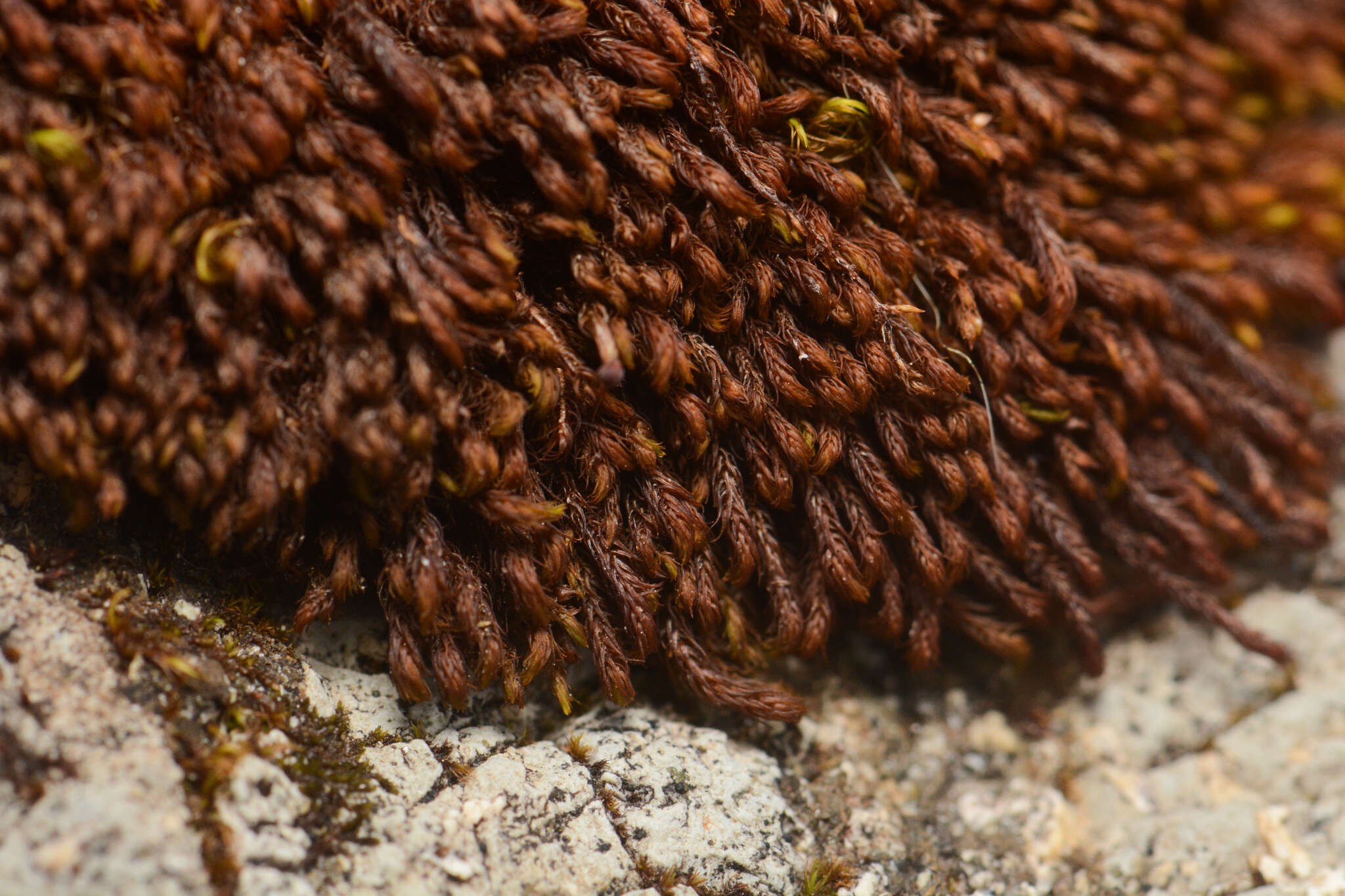 Image of Snow Rock-moss