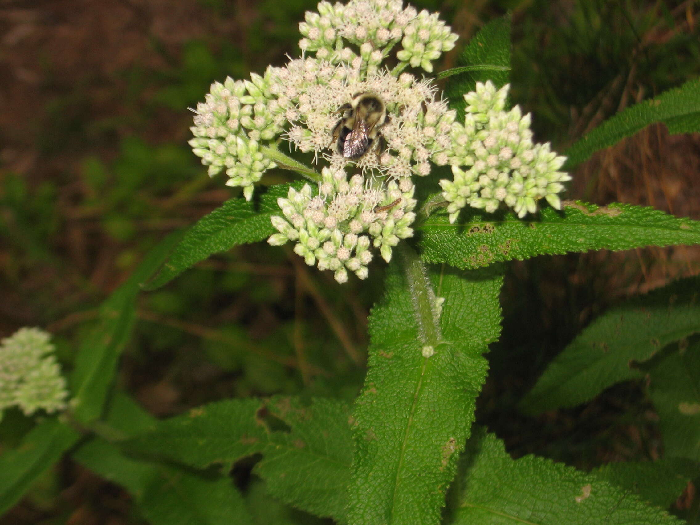 Image of common boneset