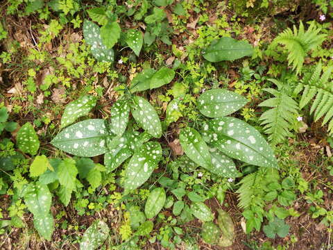 Image of Pulmonaria affinis Jordan