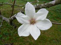 Imagem de Magnolia salicifolia (Siebold & Zucc.) Maxim.