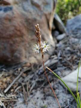 Image of Drimia salteri (Compton) J. C. Manning & Goldblatt