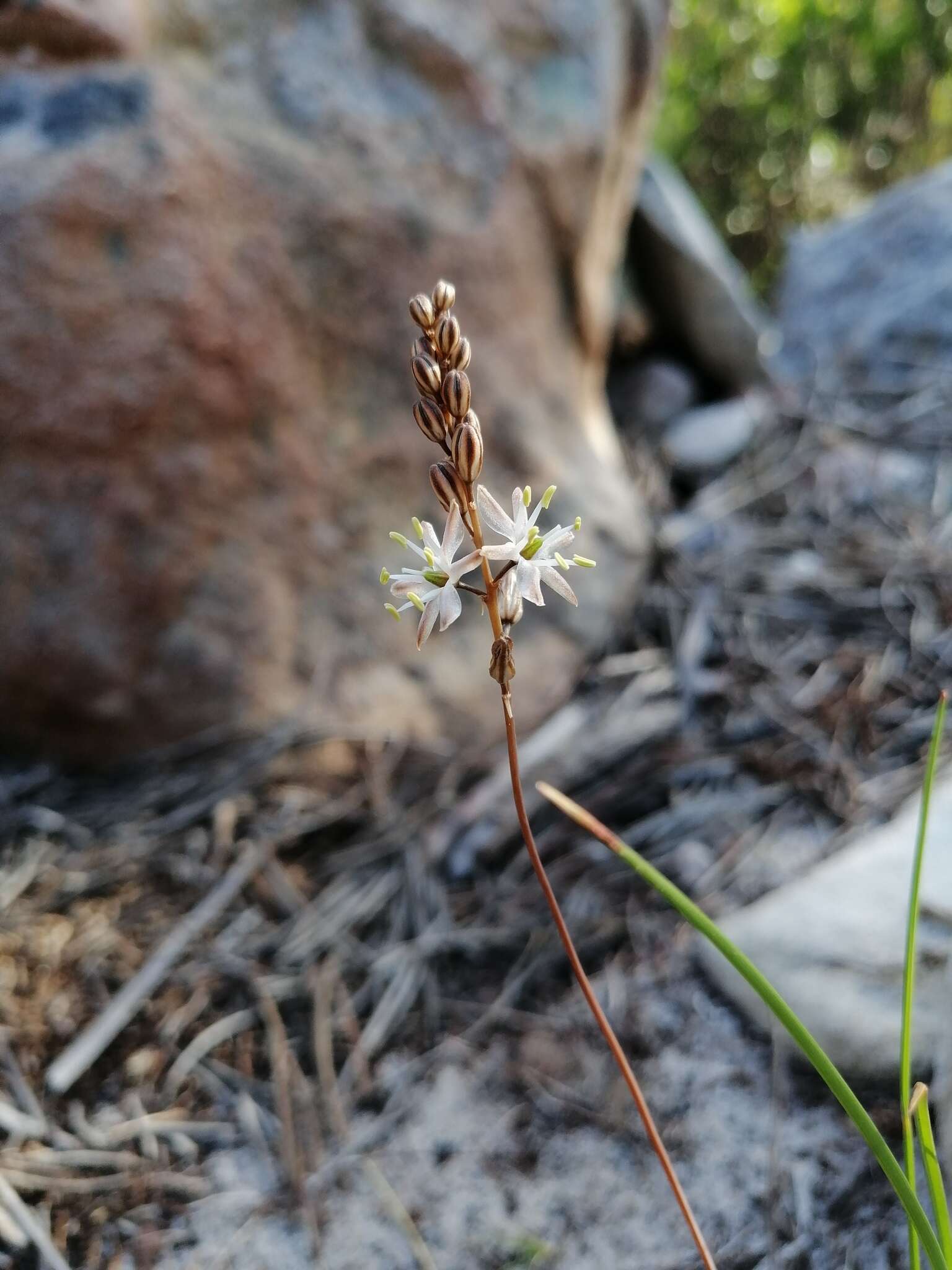 Image of Drimia salteri (Compton) J. C. Manning & Goldblatt