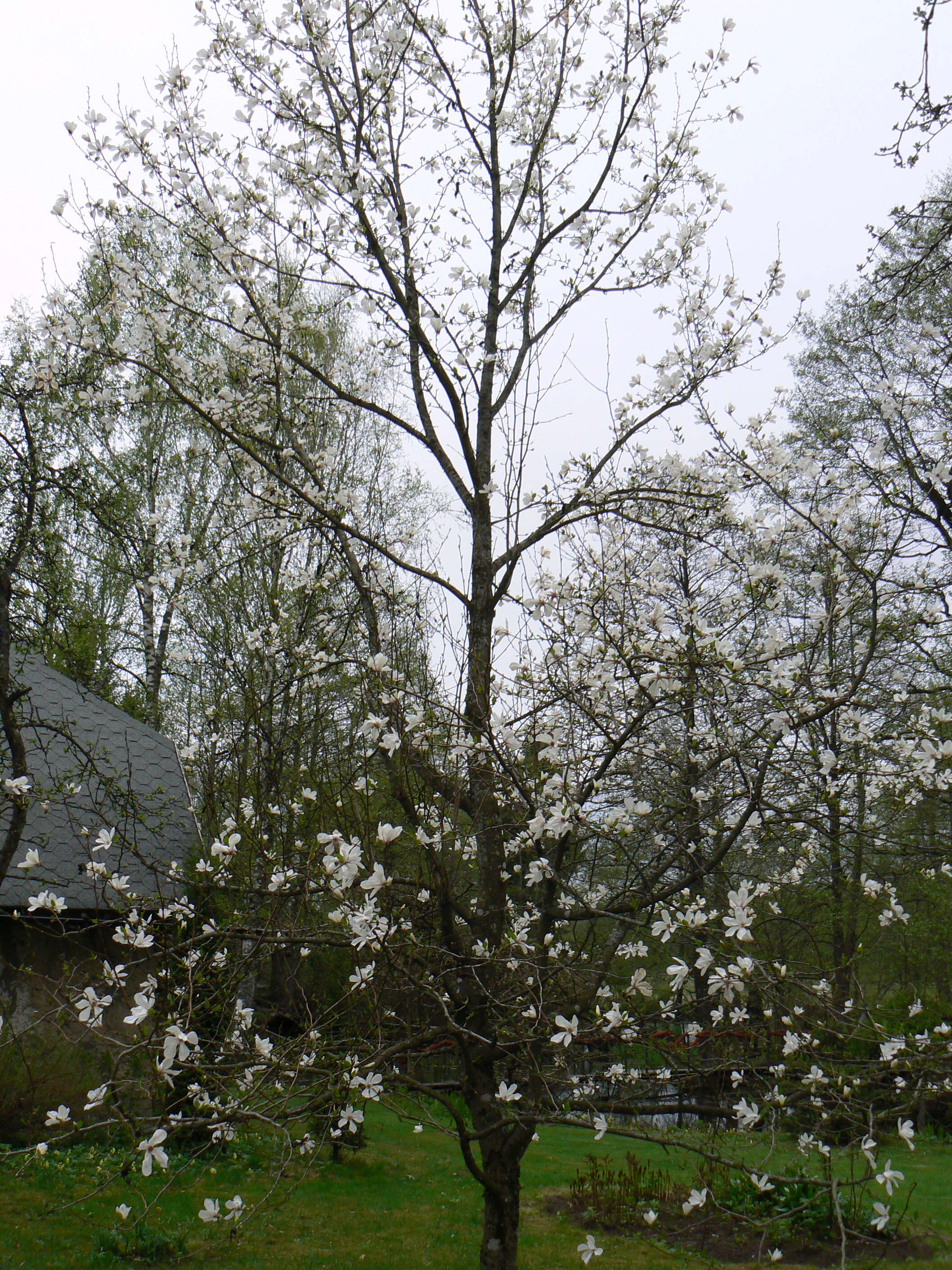 Imagem de Magnolia salicifolia (Siebold & Zucc.) Maxim.