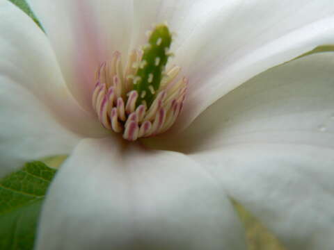 Image of Anise Magnolia