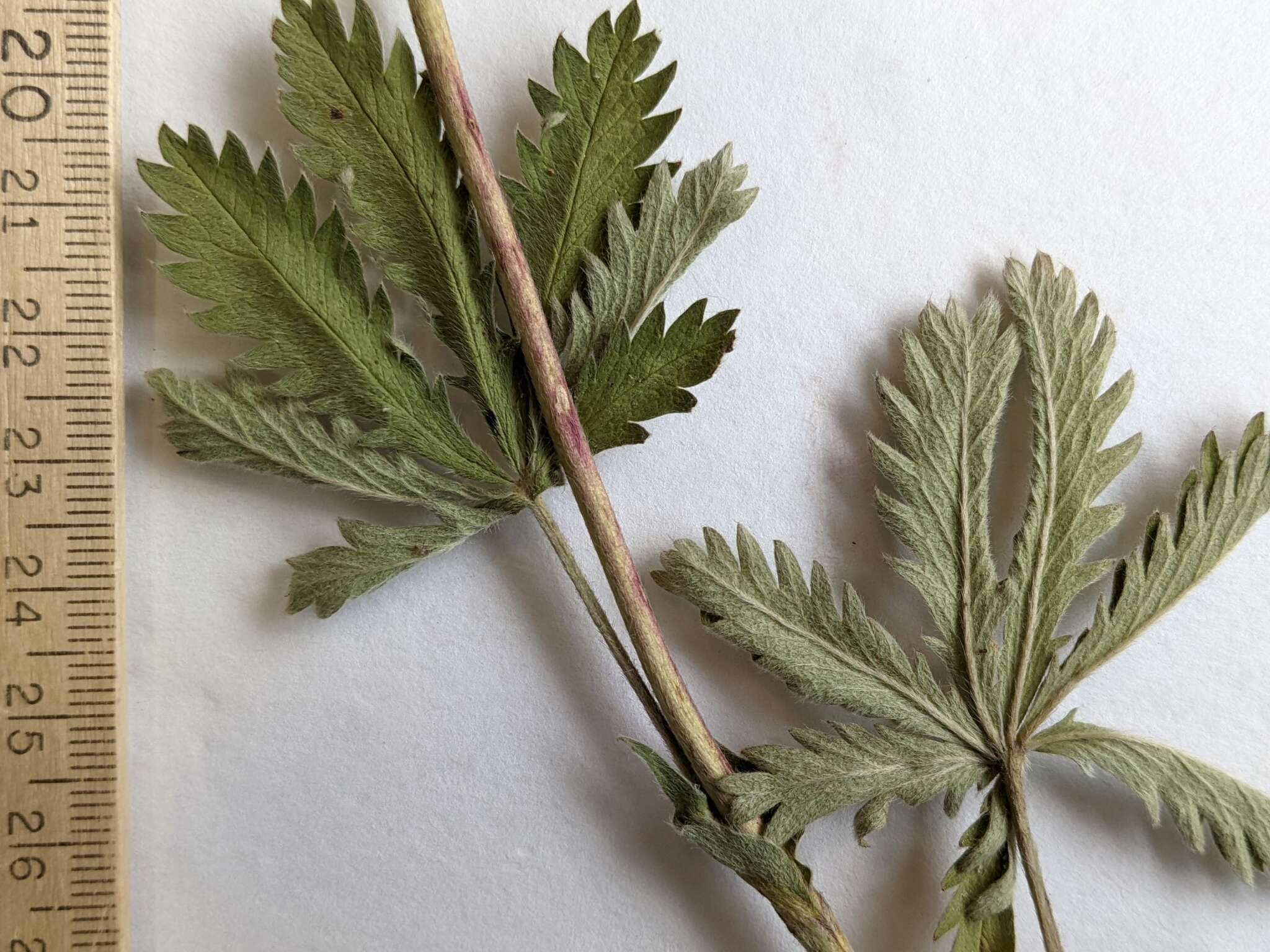 Image de Potentilla gracilis var. fastigiata (Nutt.) S. Wats.