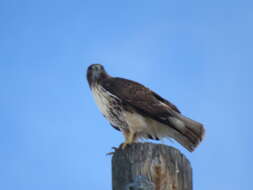 Image of Buteo jamaicensis calurus Cassin 1855