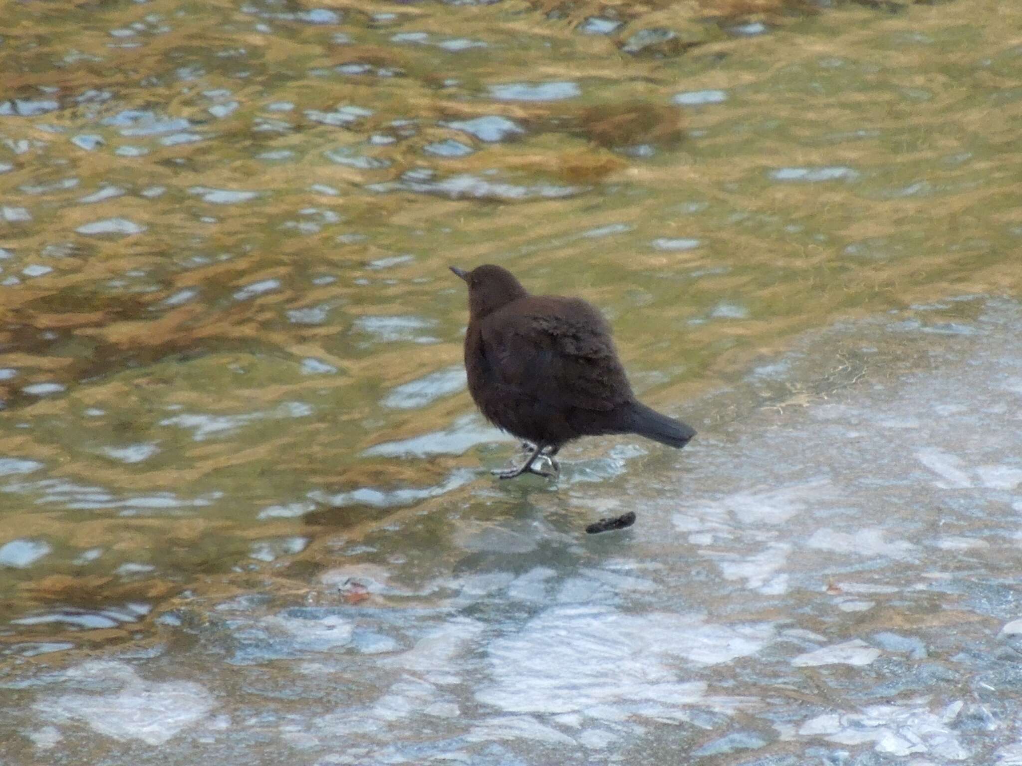 Image of Brown Dipper