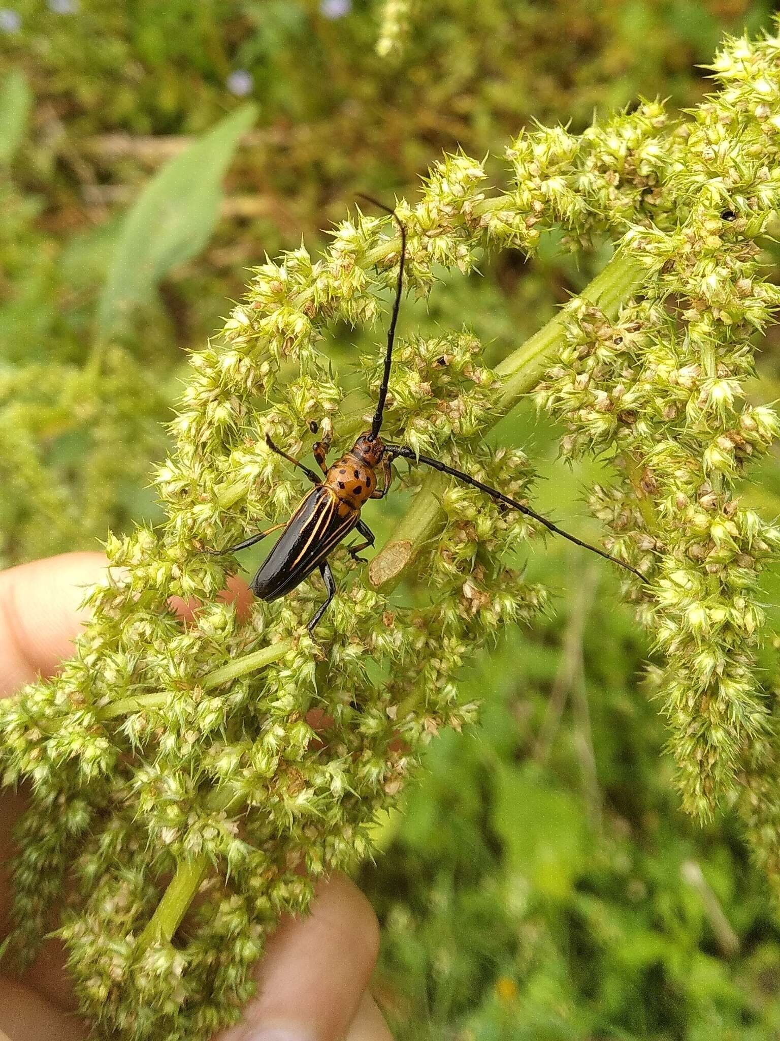 Imagem de Oxymerus aculeatus Dupont 1838