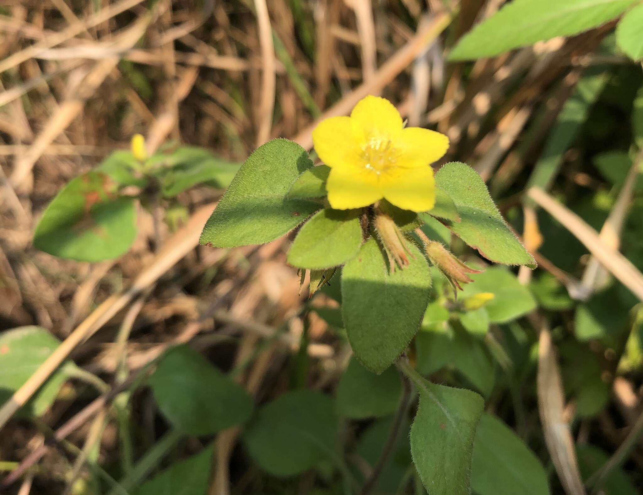 Plancia ëd Lysimachia remota Petitm.