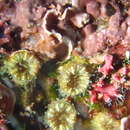 Image of Hideen cup coral