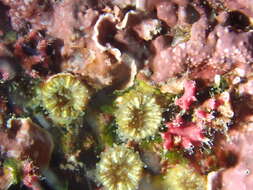 Image of Hideen cup coral