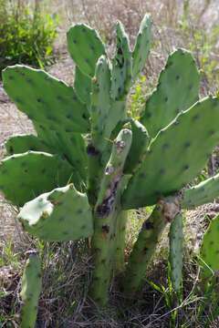 Image of Opuntia stricta var. stricta