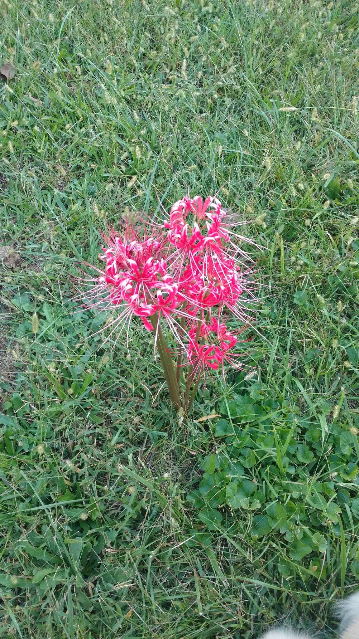 Image of lycoris