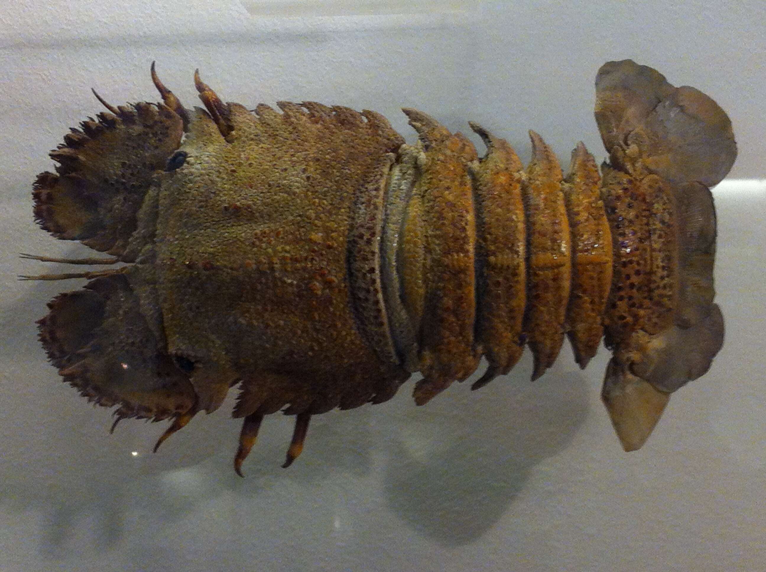 Image of Sculptured Mitten Lobster