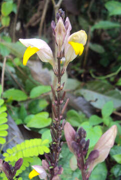 Gymnostachyum febrifugum Benth. resmi