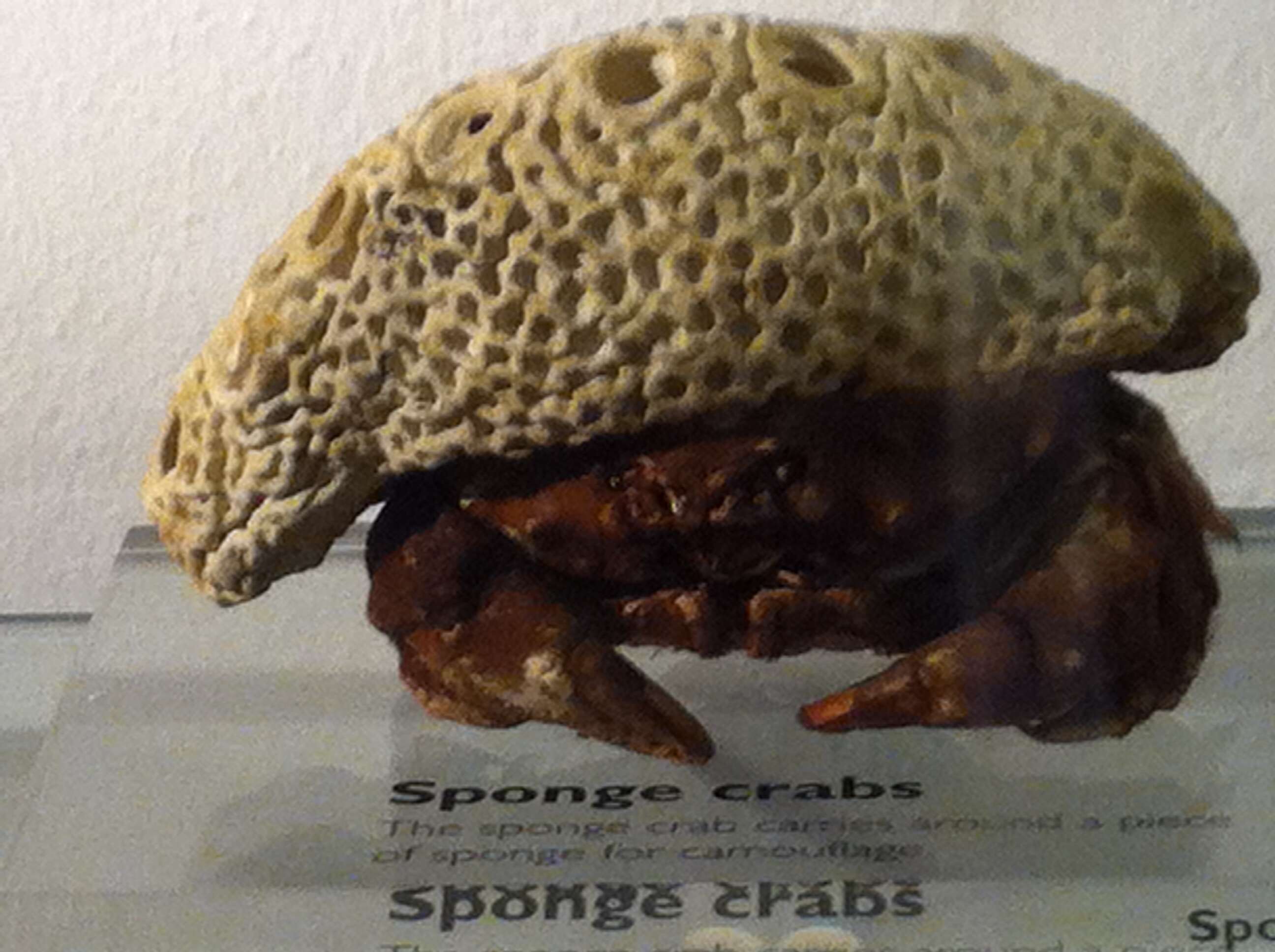 Image of Linnaeus's sponge crab