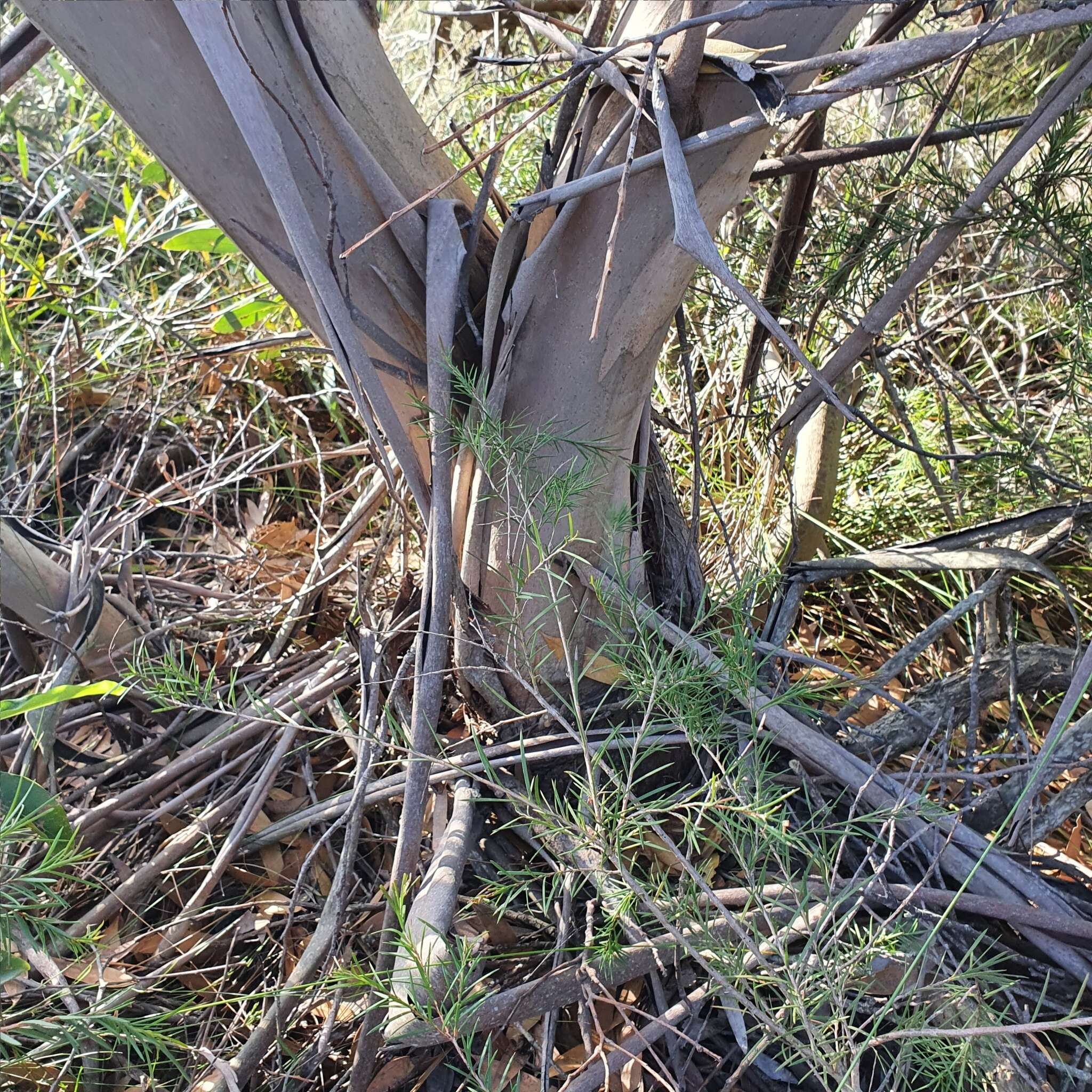 Image of Port Jackson mallee