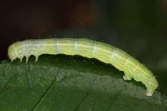 Image of winter moth