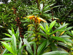 Imagem de Digitalis canariensis L.