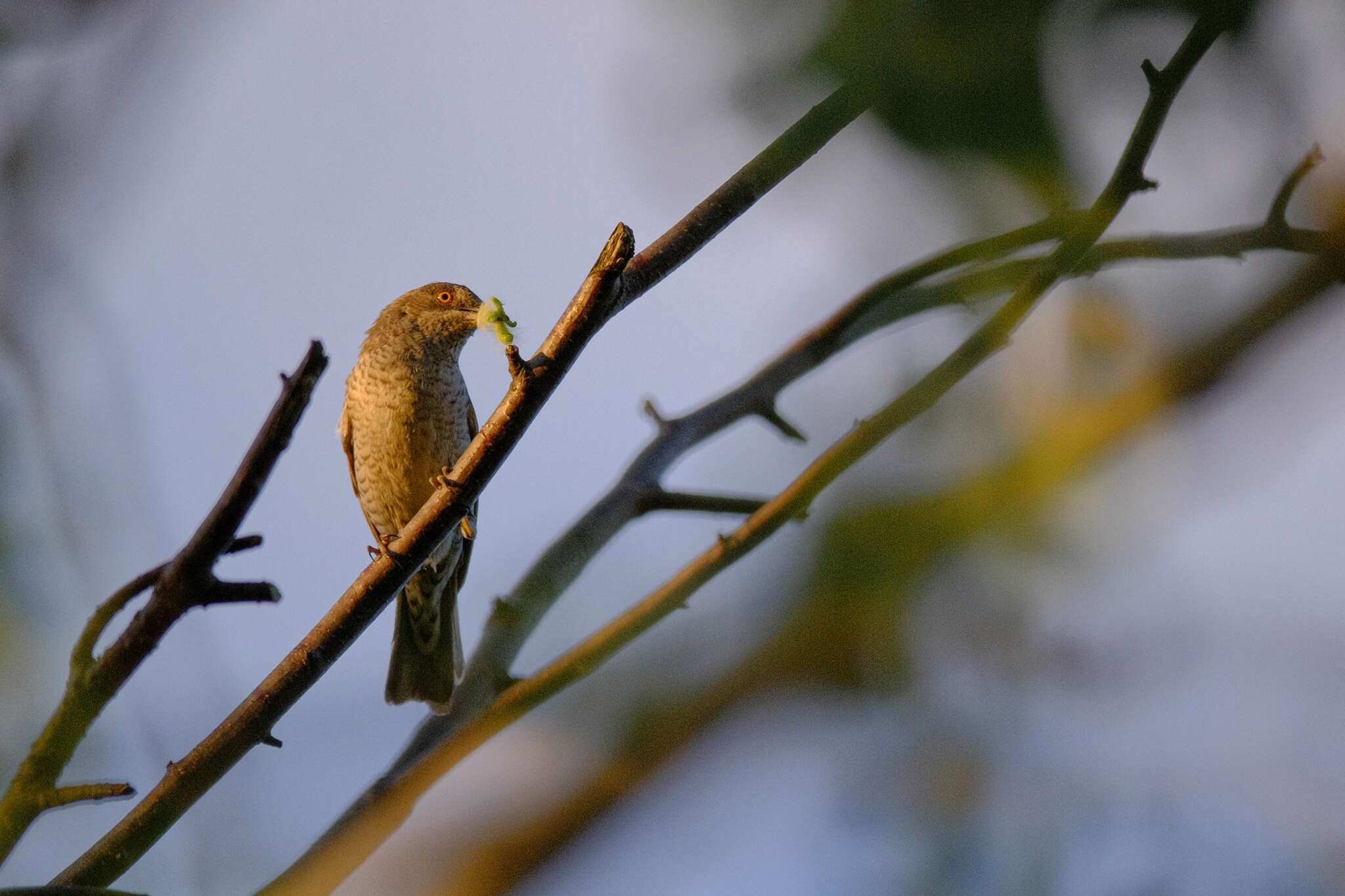 Curruca nisoria nisoria (Bechstein 1792)的圖片