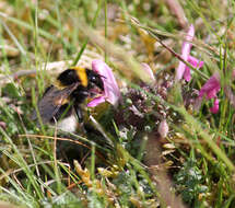 Image of Small garden bumblebee