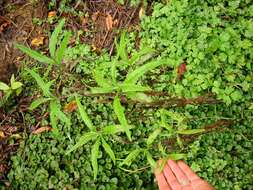 Image of Coastal Burnweed