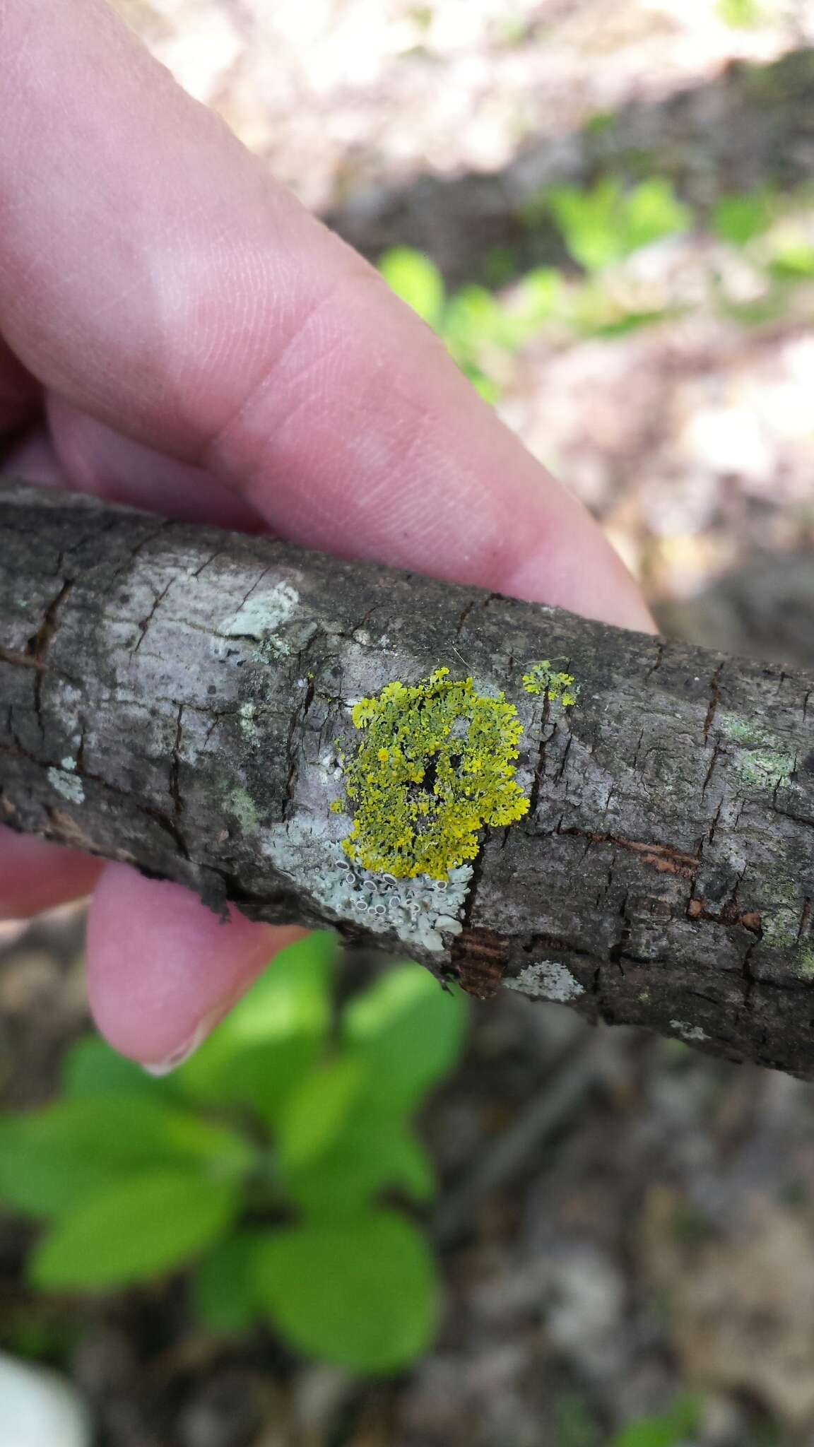 Image of Fringed candleflame lichen;   Lemon lichen