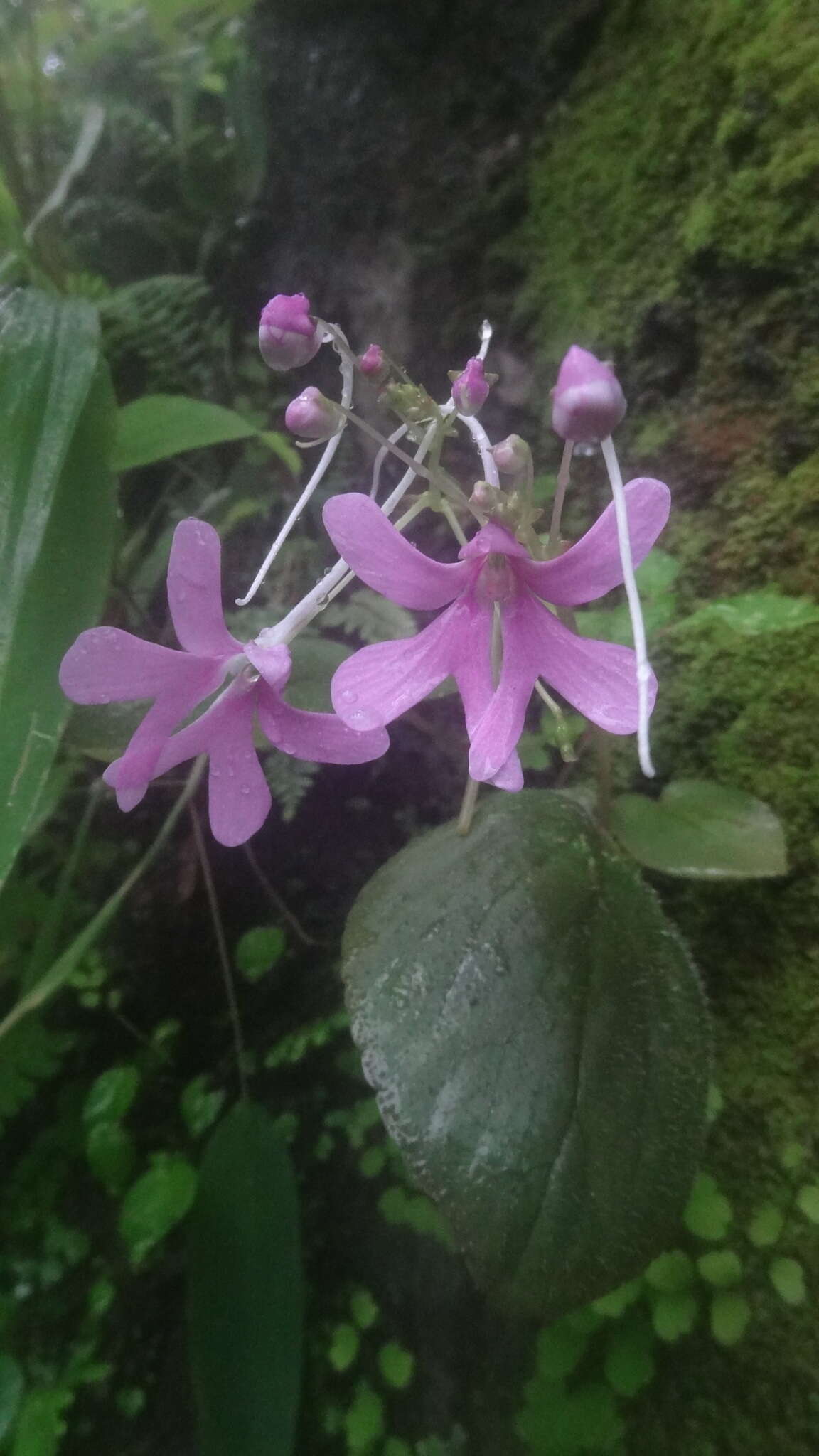 Impatiens scapiflora Heyne resmi